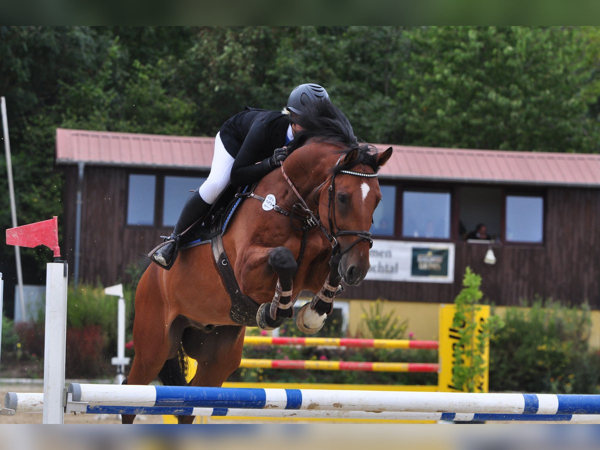 Hannoveranare Valack 11 år 168 cm Brun in Friesoythe