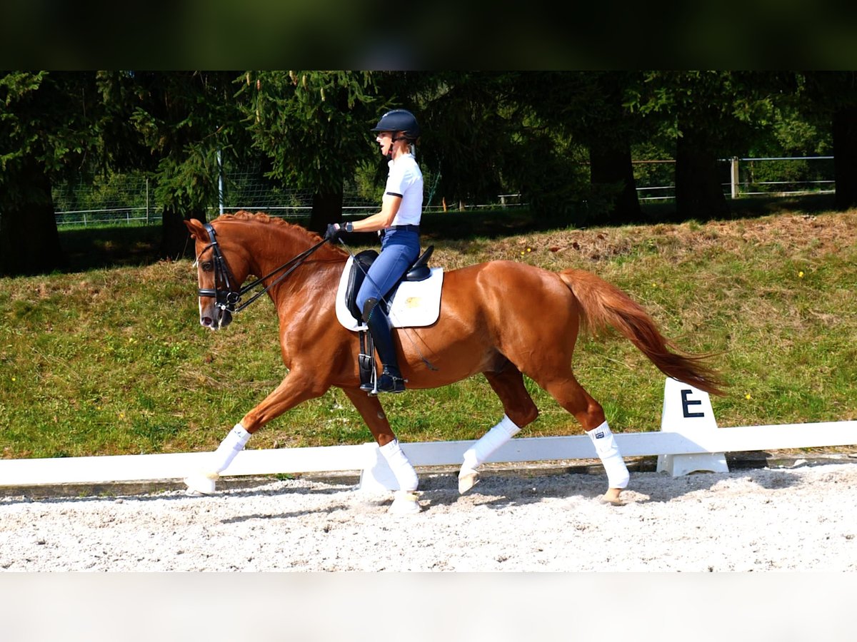 Hannoveranare Valack 13 år 170 cm fux in Freiensteinau