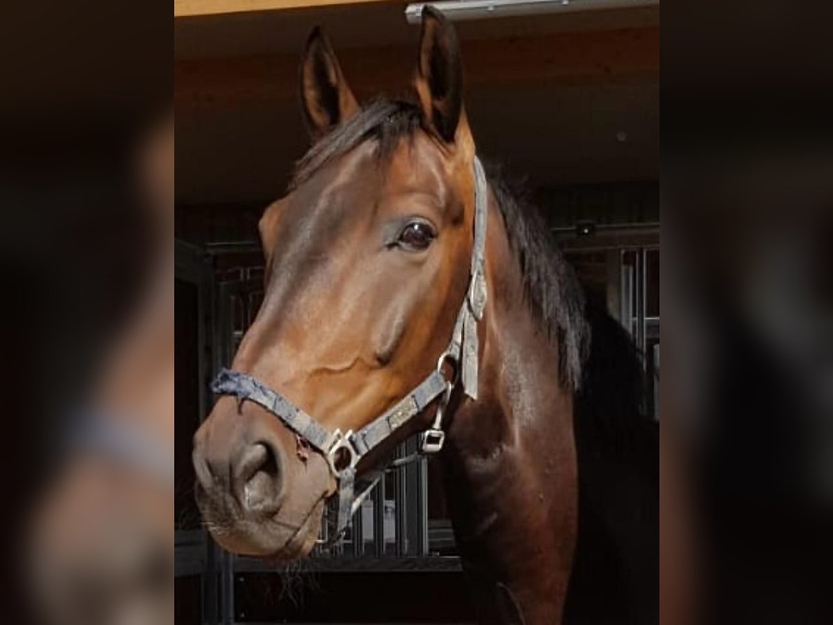 Hannoveranare Valack 14 år 177 cm in Ahrensburg