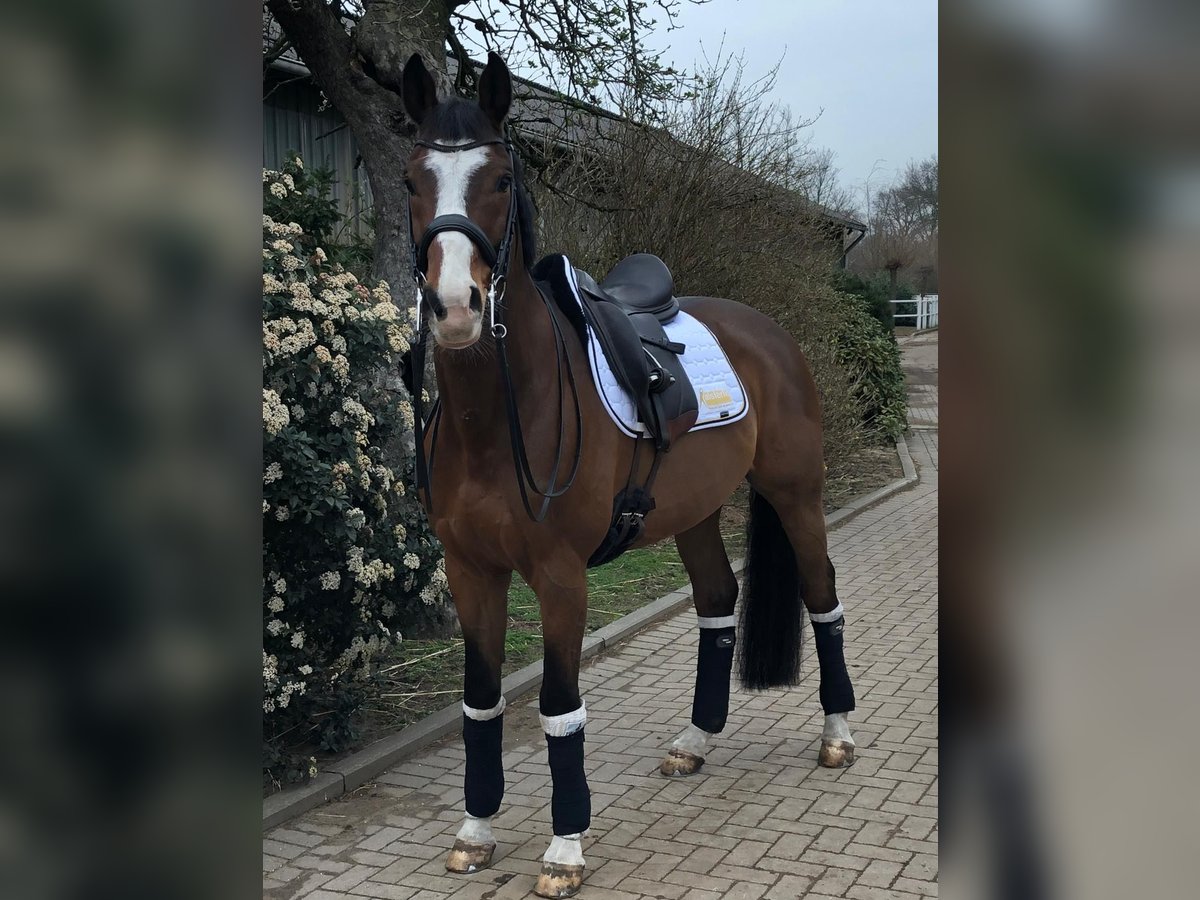 Hannoveranare Valack 17 år 169 cm Brun in Norderstedt