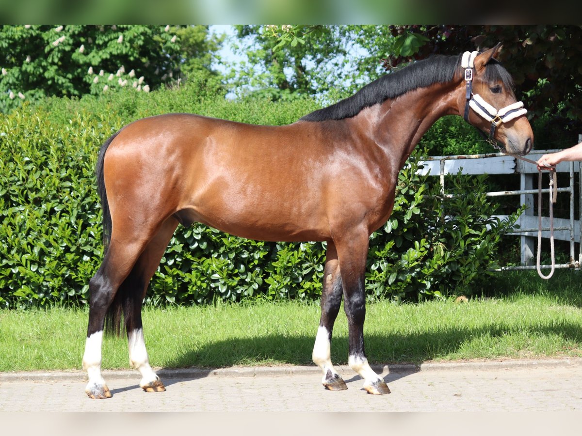 Hannoveranare Valack 3 år 167 cm Brun in Selsingen