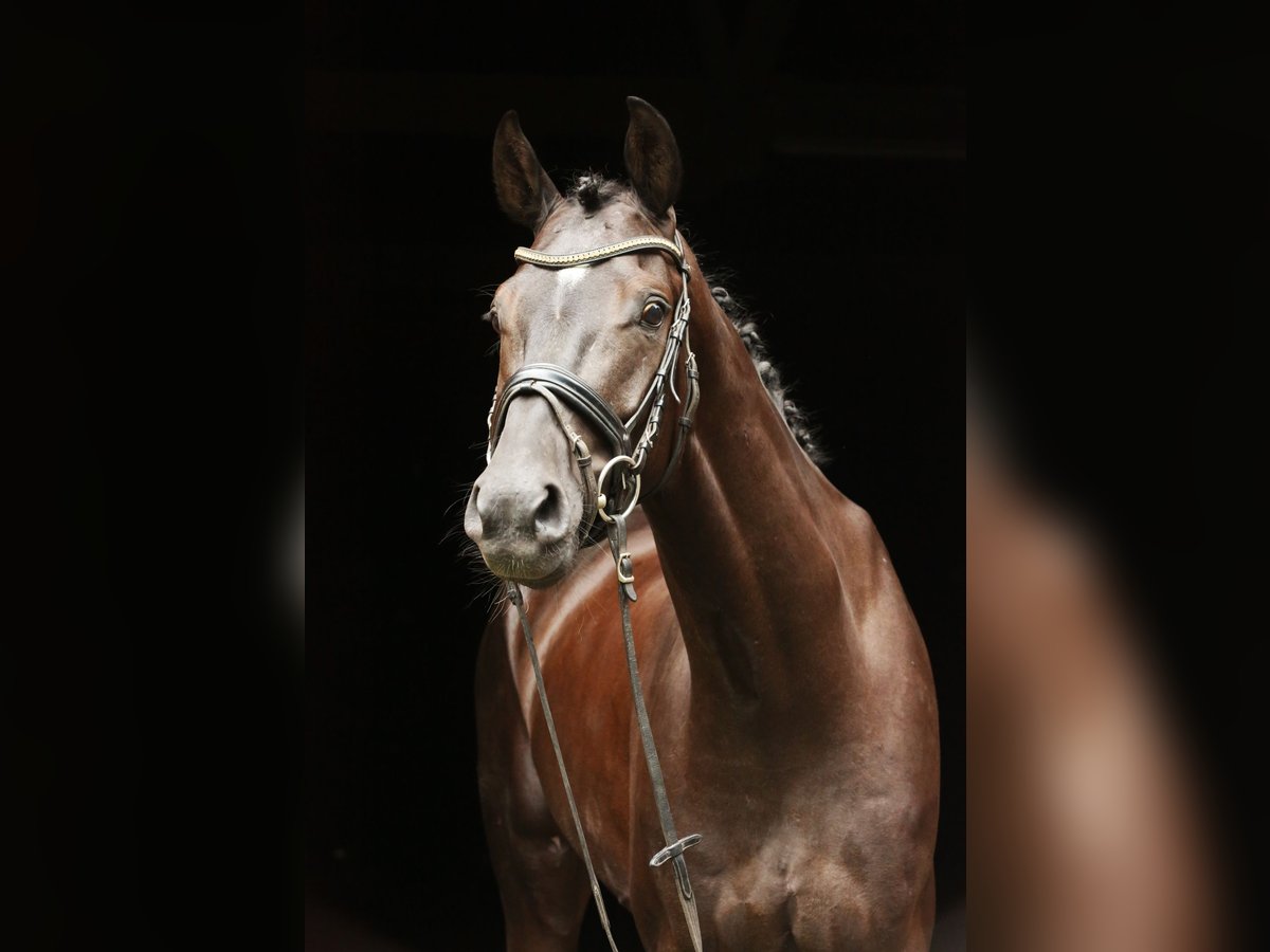 Hannoveranare Valack 4 år 164 cm Svart in Landesbergen