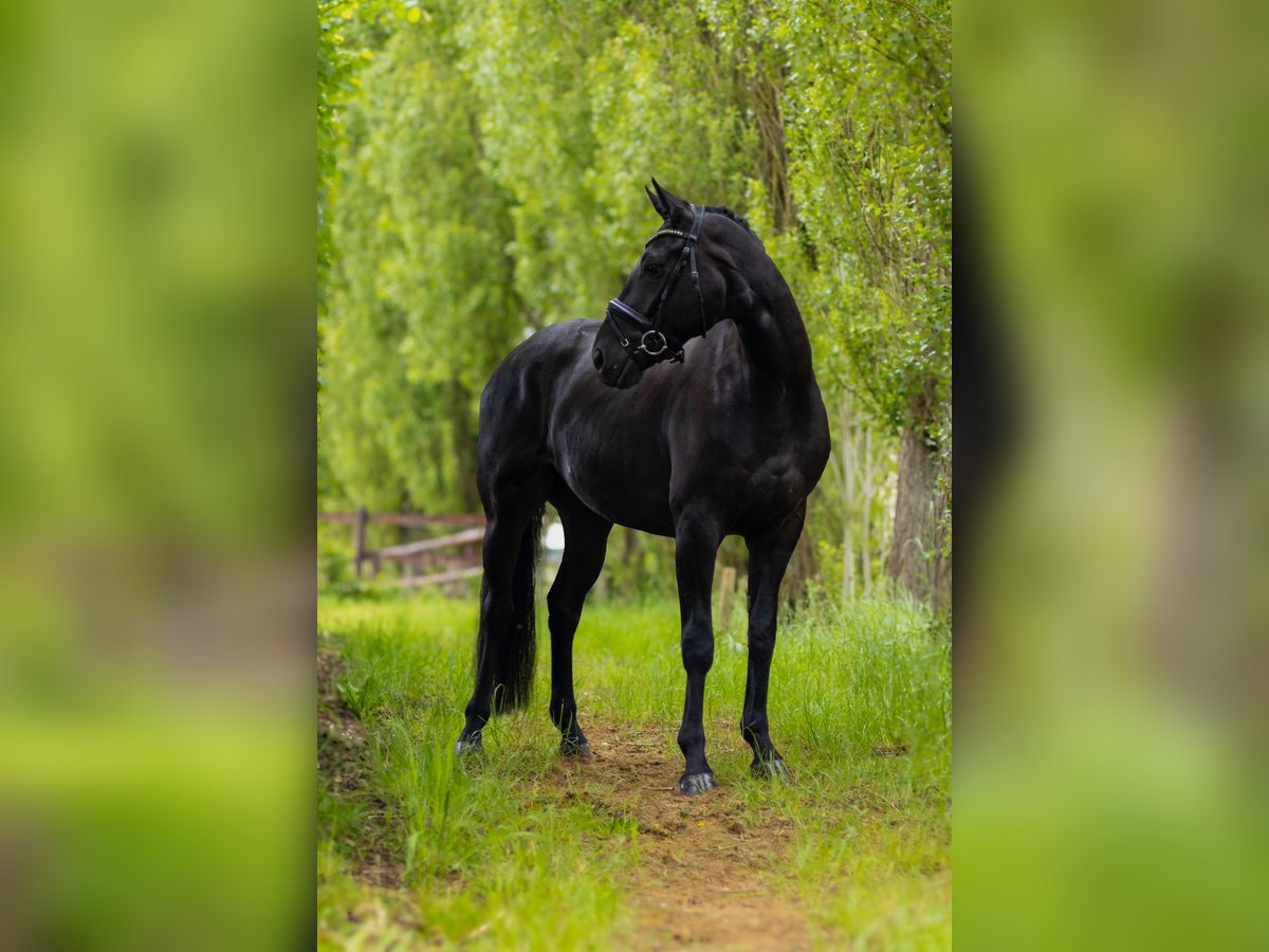 Hannoveranare Valack 4 år 168 cm in Perl