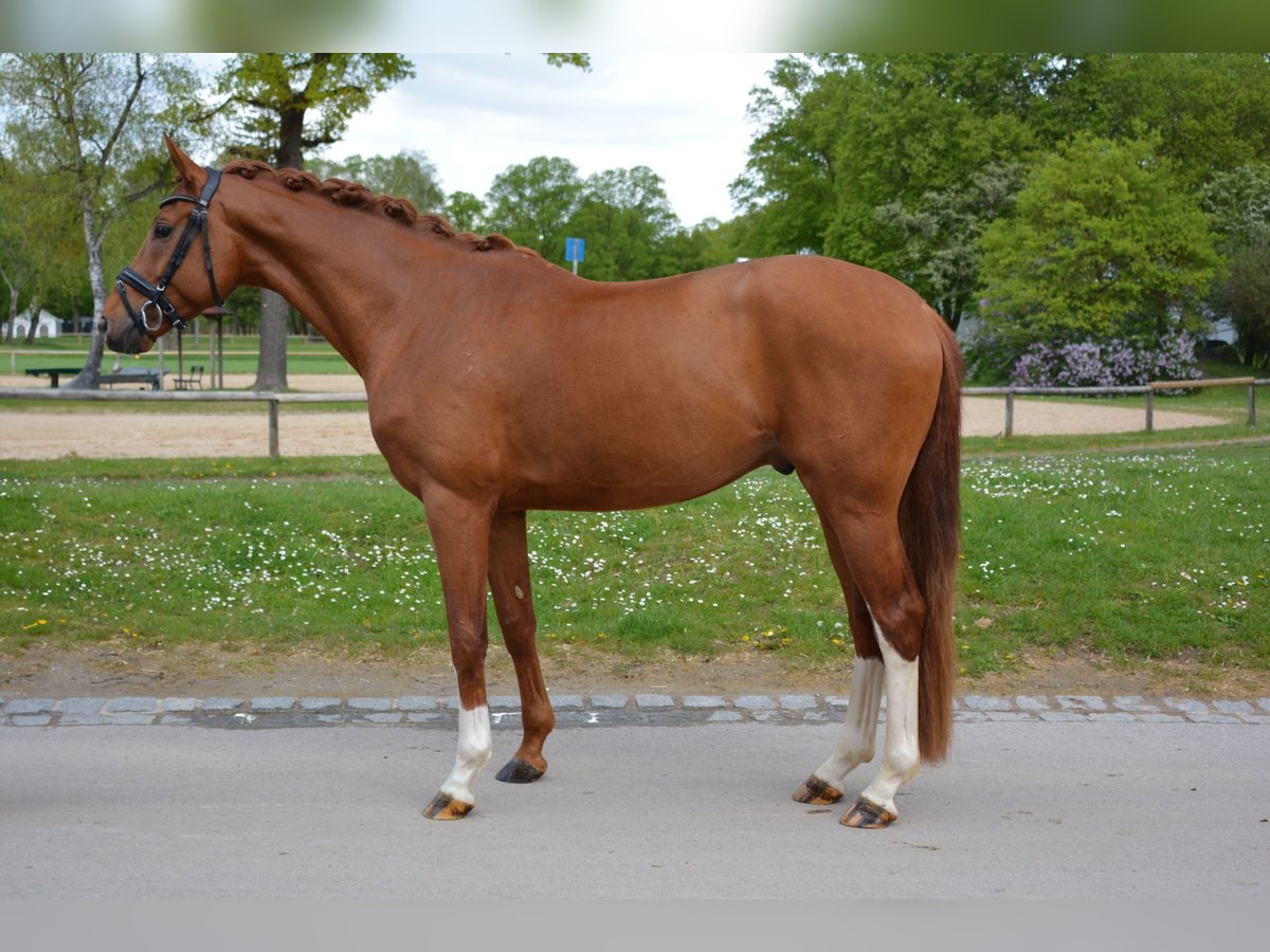 Hannoveranare Valack 4 år 169 cm fux in München