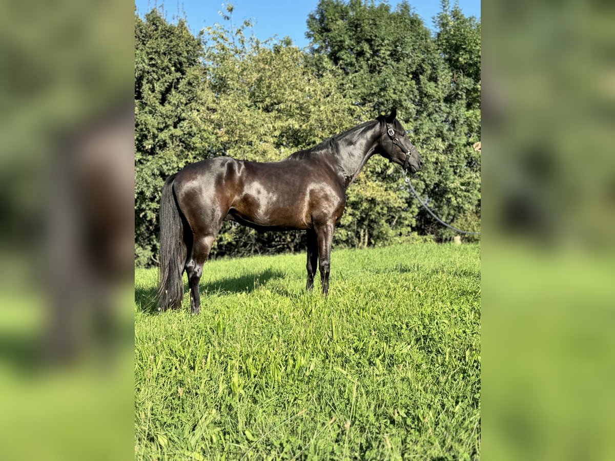 Hannoveranare Valack 4 år 172 cm Svart in Rosdorf