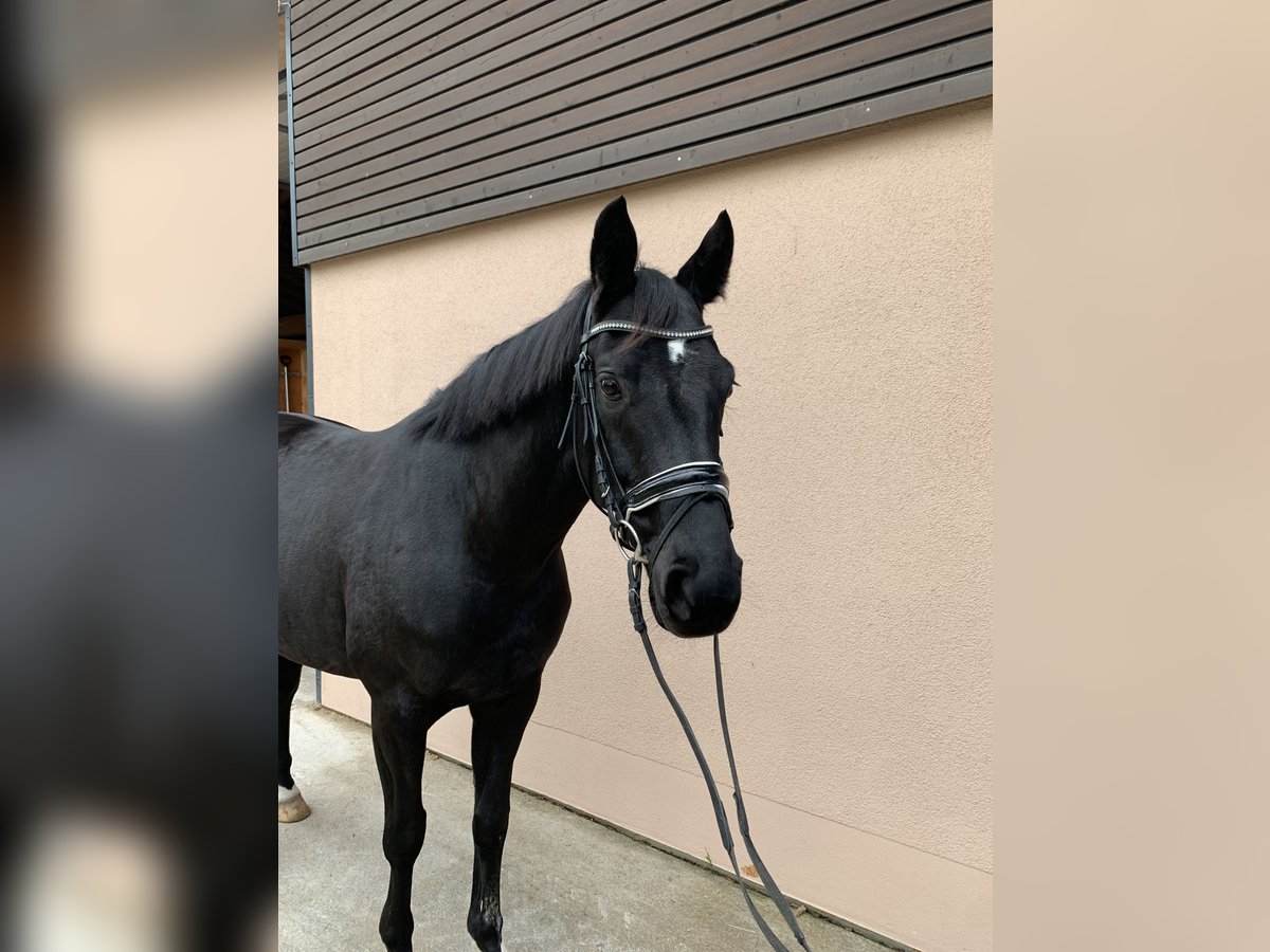 Hannoveranare Valack 5 år 165 cm Svart in Weil