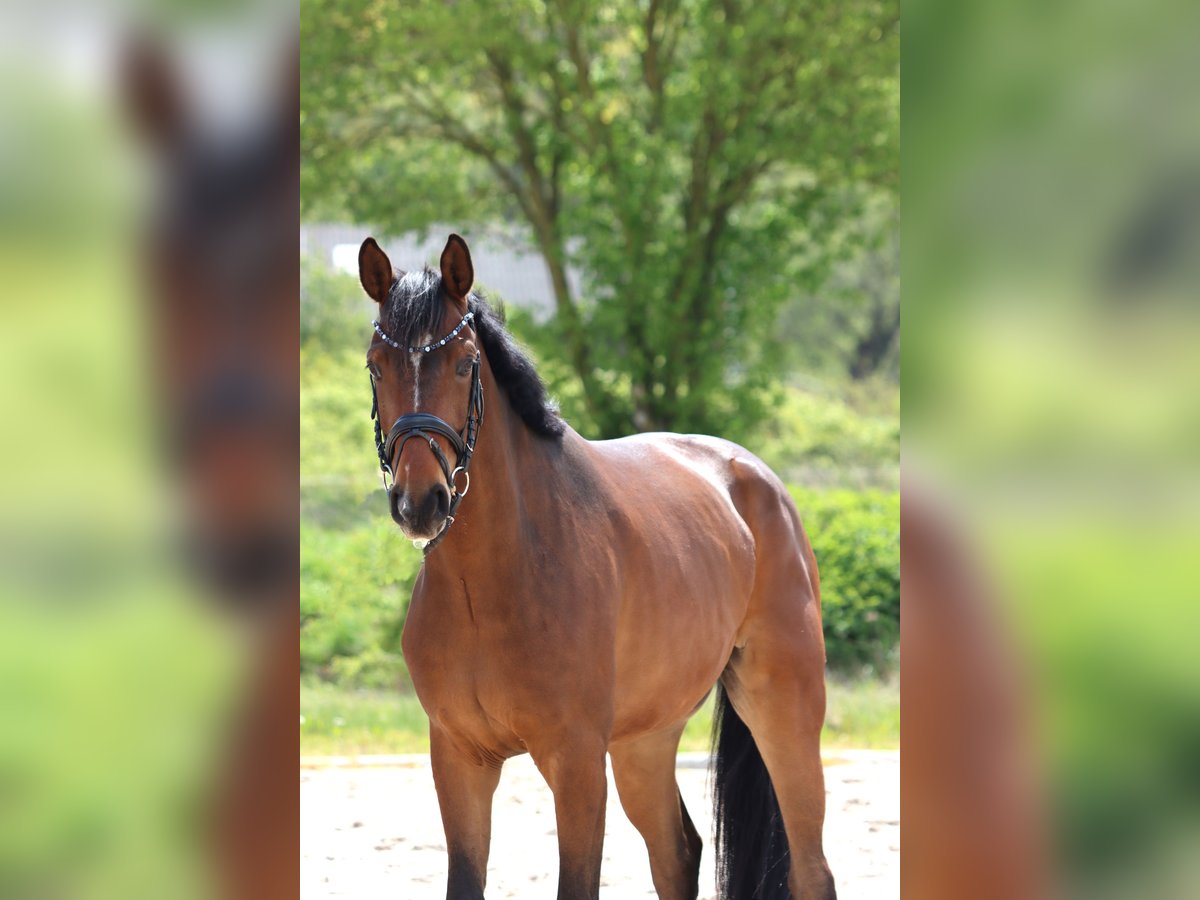 Hannoveranare Valack 5 år 166 cm Brun in Standenbühl