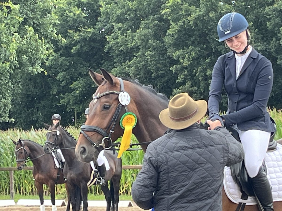 Hannoveranare Valack 5 år 166 cm Brun in Nienburg (Weser)