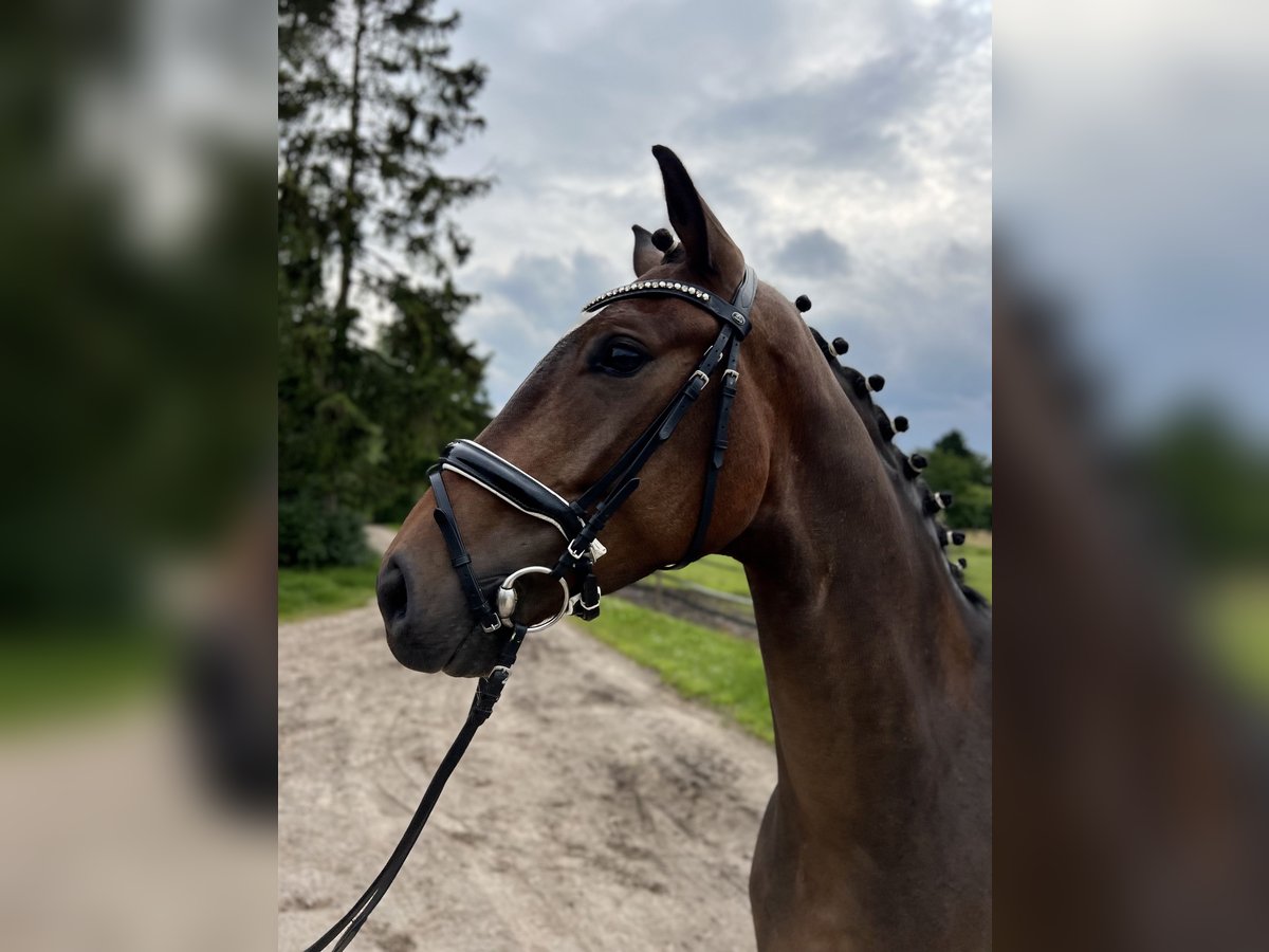 Hannoveranare Valack 5 år 170 cm Brun in Visselhövede