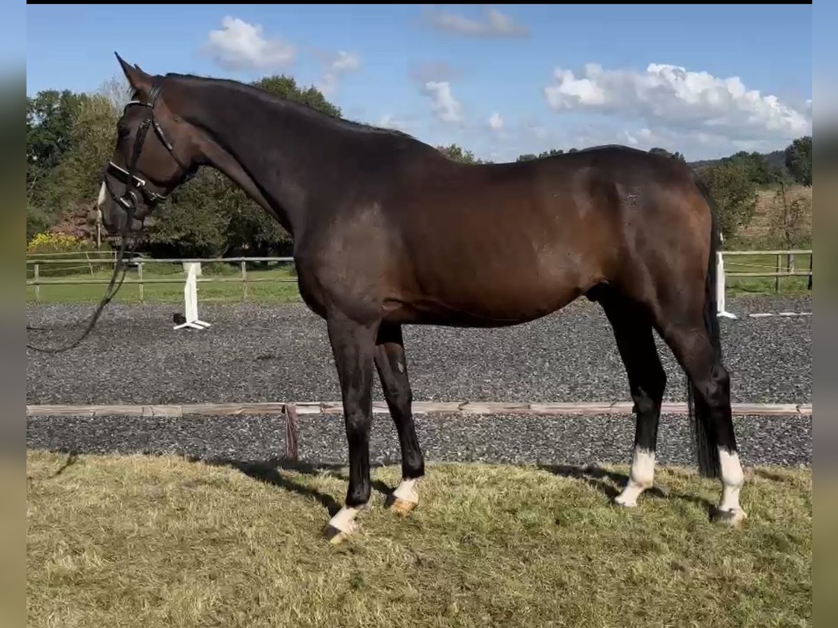 Hannoveranare Valack 5 år 174 cm Brun in Hasbergen