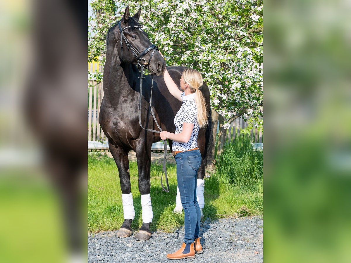 Hannoveranare Valack 5 år 174 cm Svart in Priestwitz