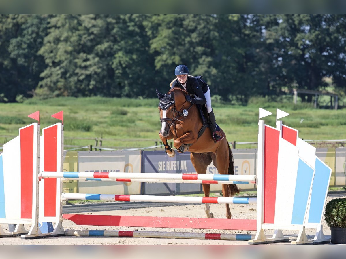 Hannoveranare Valack 6 år 163 cm fux in Nienburg (Weser)