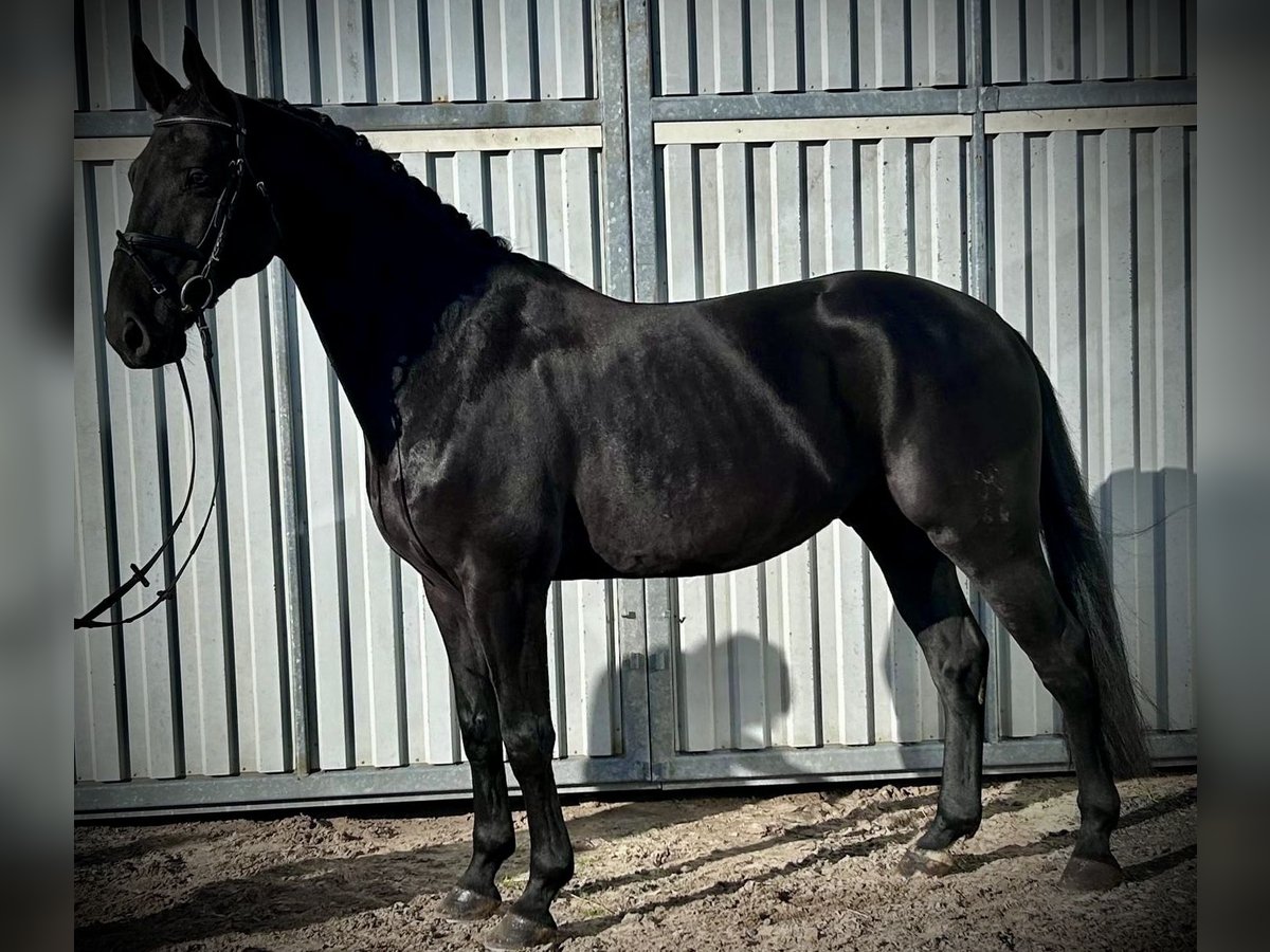 Hannoveranare Valack 6 år 168 cm Svart in Siedenburg