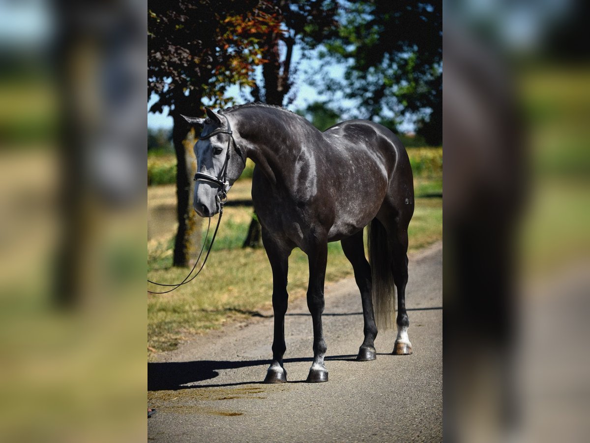 Hannoveranare Valack 6 år 172 cm Grå in Cegléd