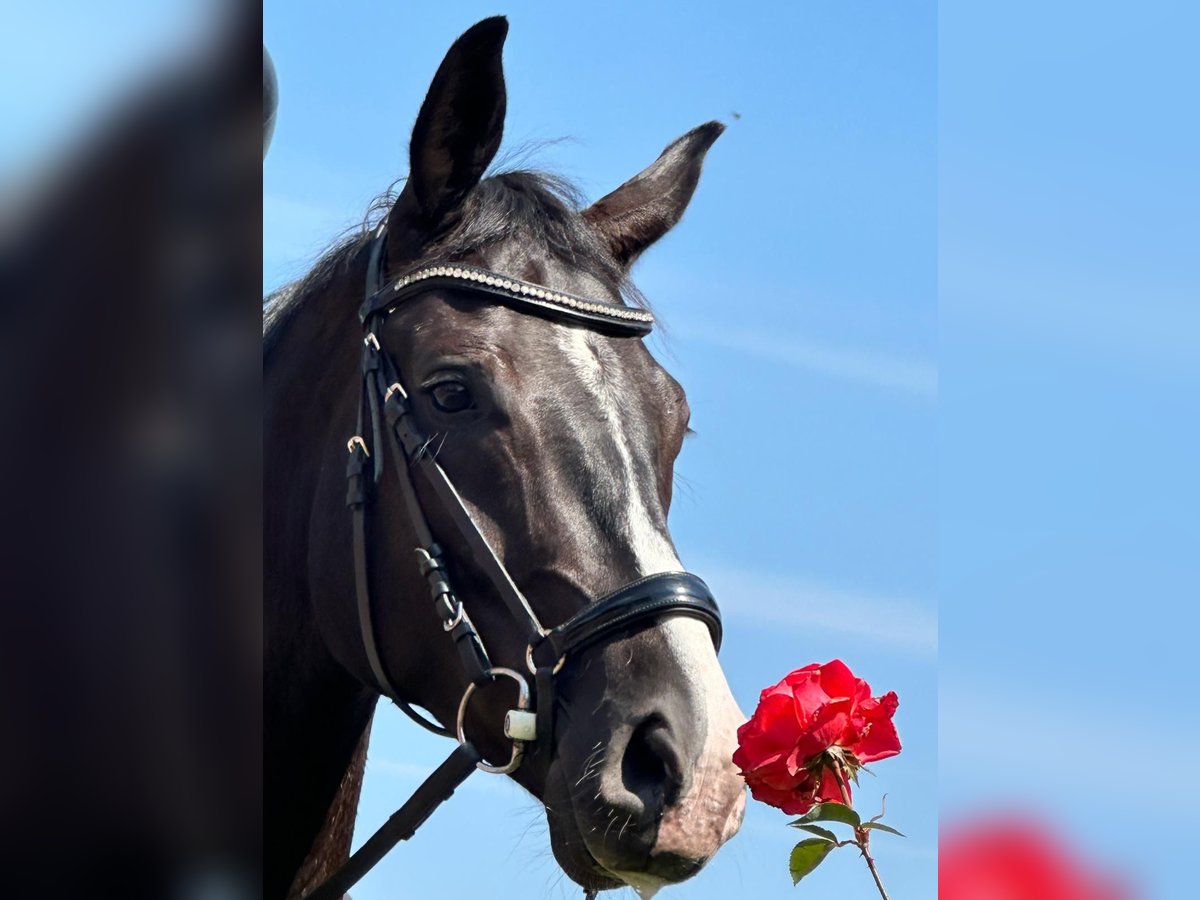 Hannoveranare Valack 6 år 172 cm Svart in Winsen (Luhe)