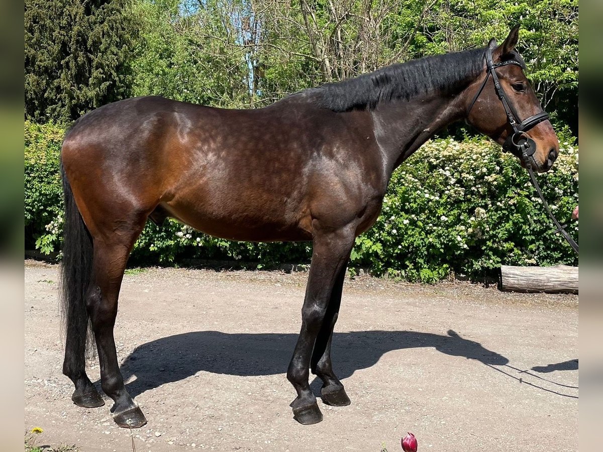 Hannoveranare Blandning Valack 6 år 173 cm Brun in Kaunas