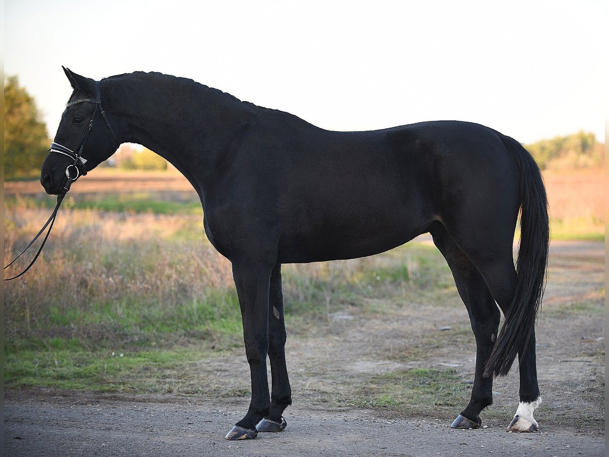 Hannoveranare Valack 6 år 174 cm Svart in Békésszentandrás