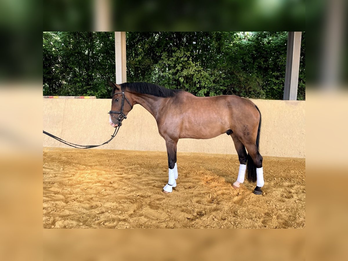 Hannoveranare Valack 6 år 175 cm Brun in Lohmar