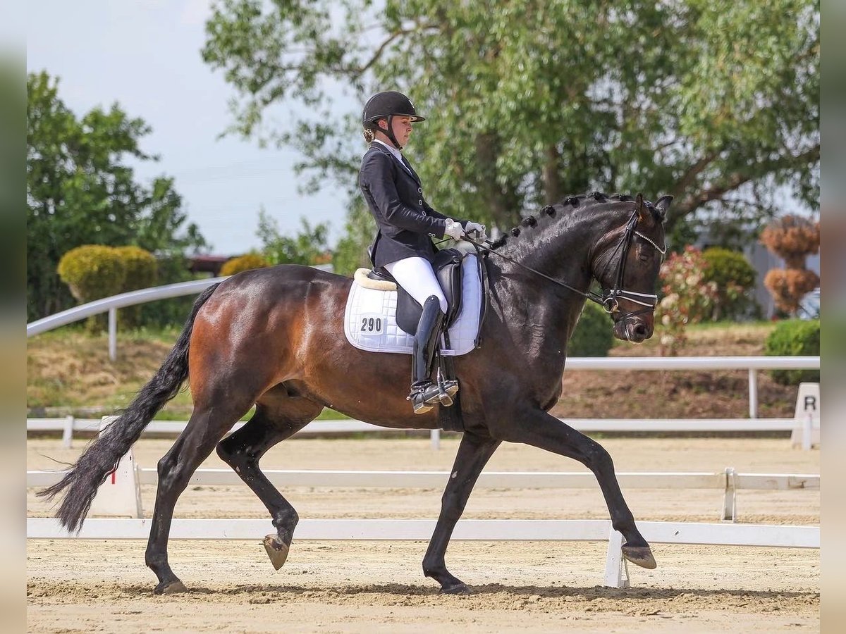 Hannoveranare Valack 6 år 178 cm Mörkbrun in Vettweiß