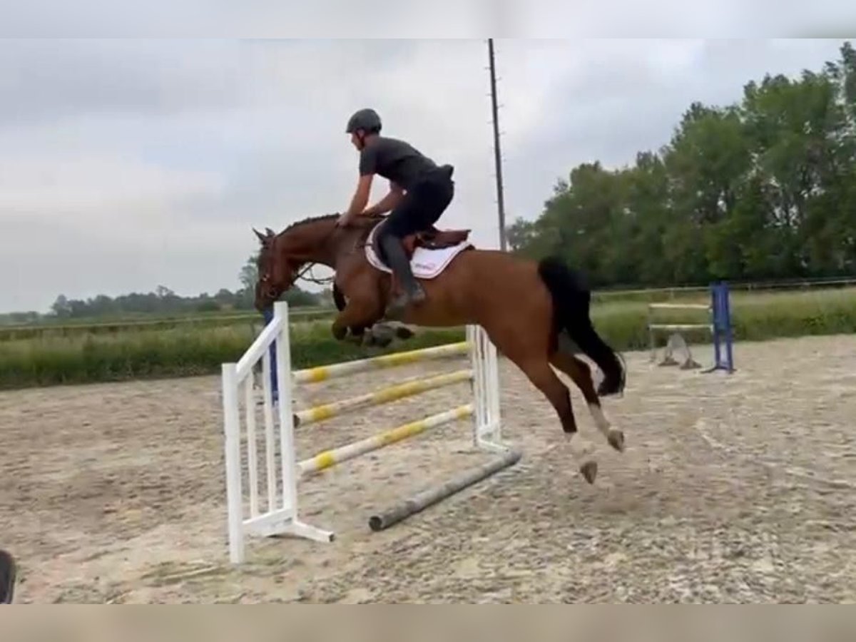 Hannoveranare Valack 7 år 164 cm Brun in Moormerland