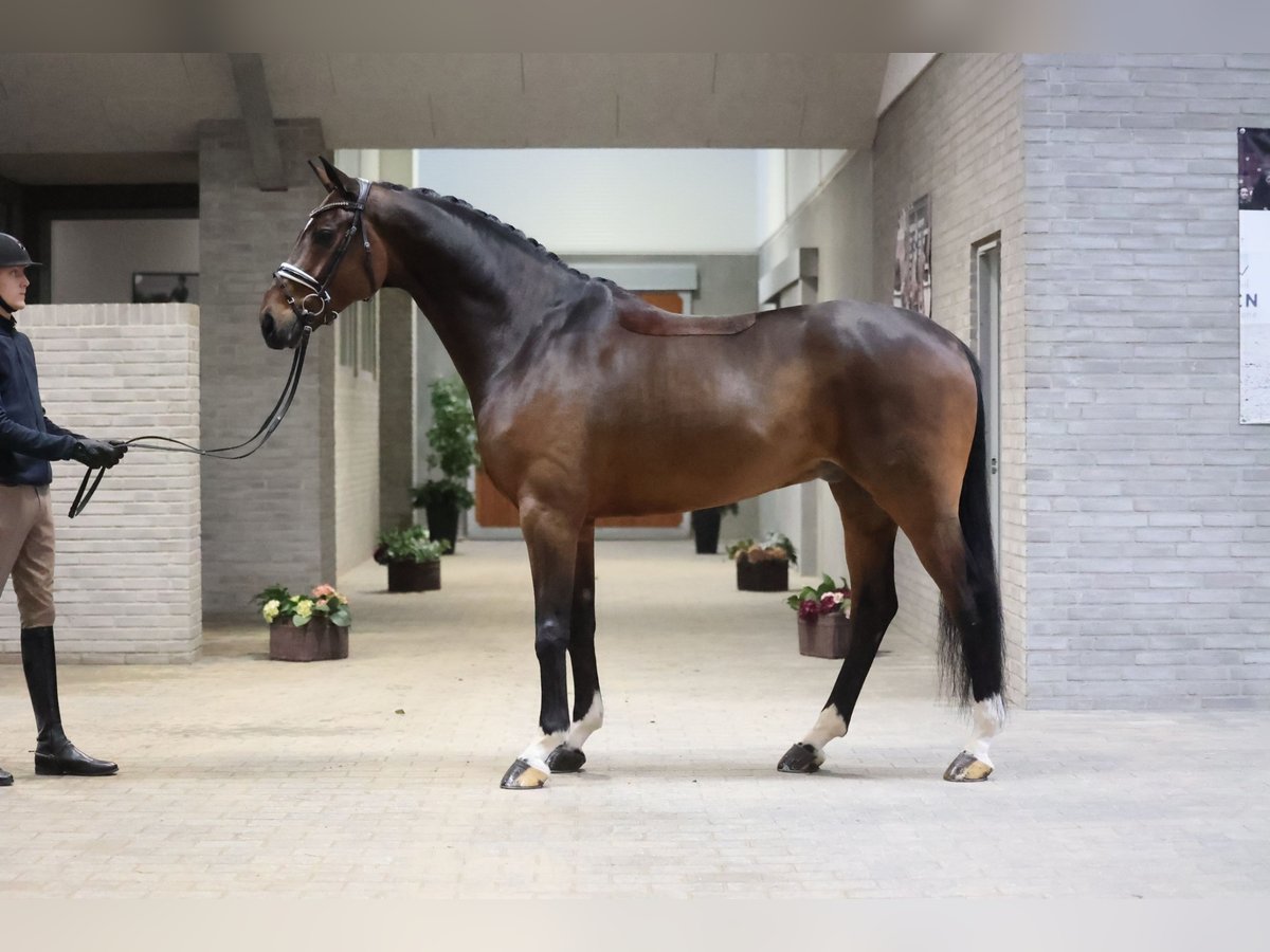 Hannoveranare Valack 8 år 172 cm Brun in Asperup