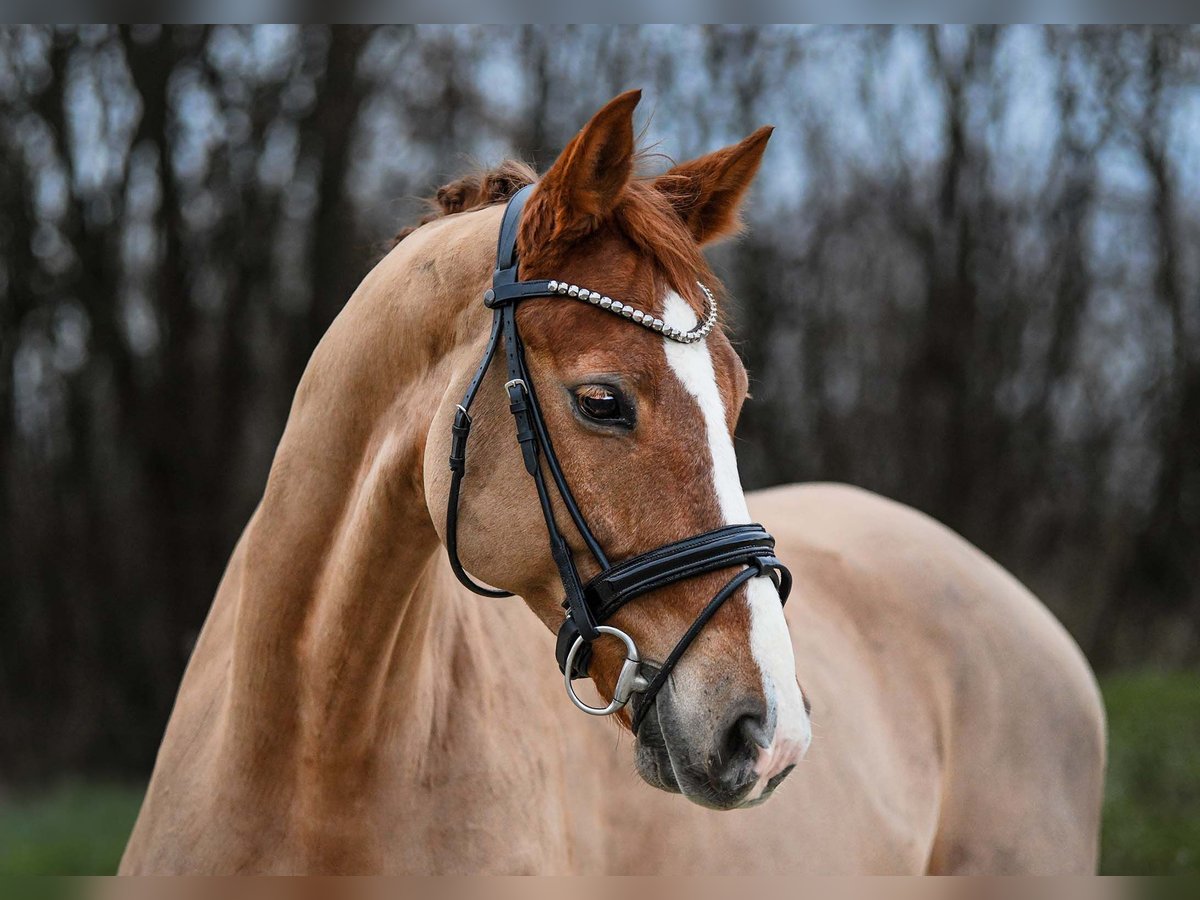 Hannoveranare Valack 9 år 167 cm fux in Riedstadt