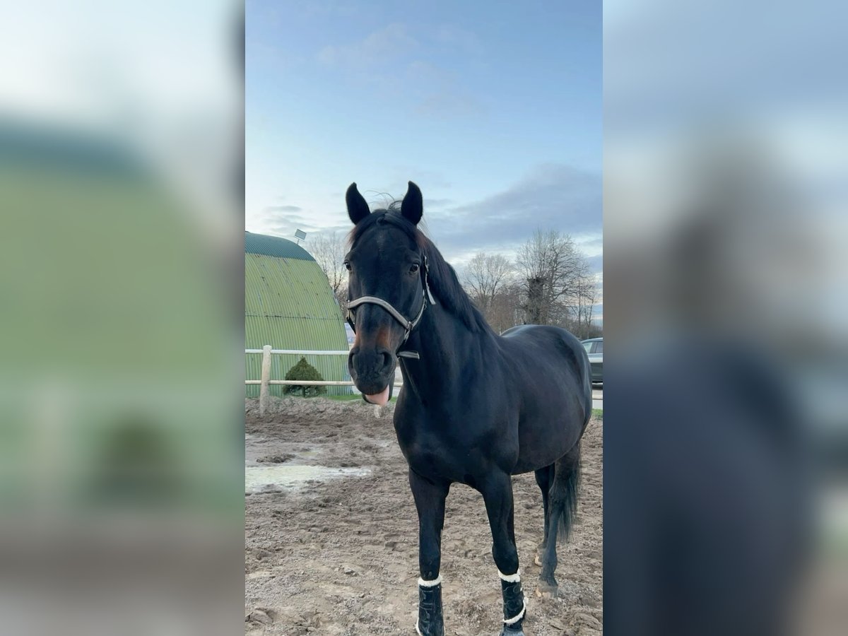 Hannoveraner Hengst 10 Jahre 167 cm Schwarzbrauner in Hamburg Niendorf