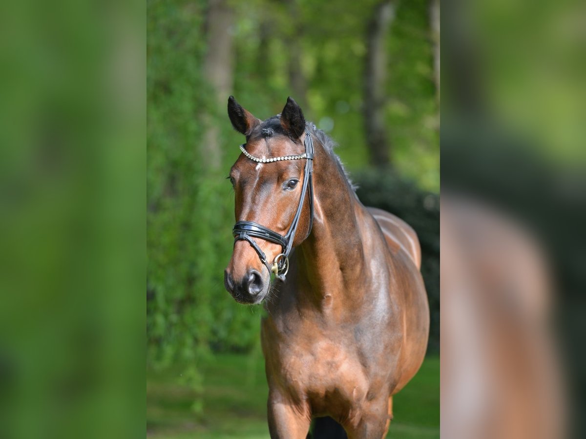 Hannoveraner Hengst 11 Jahre 170 cm Brauner in Herzlake