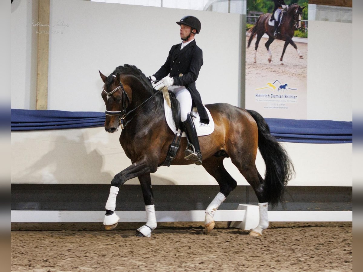 Hannoveraner Hengst 14 Jahre 170 cm Brauner in Herbstein