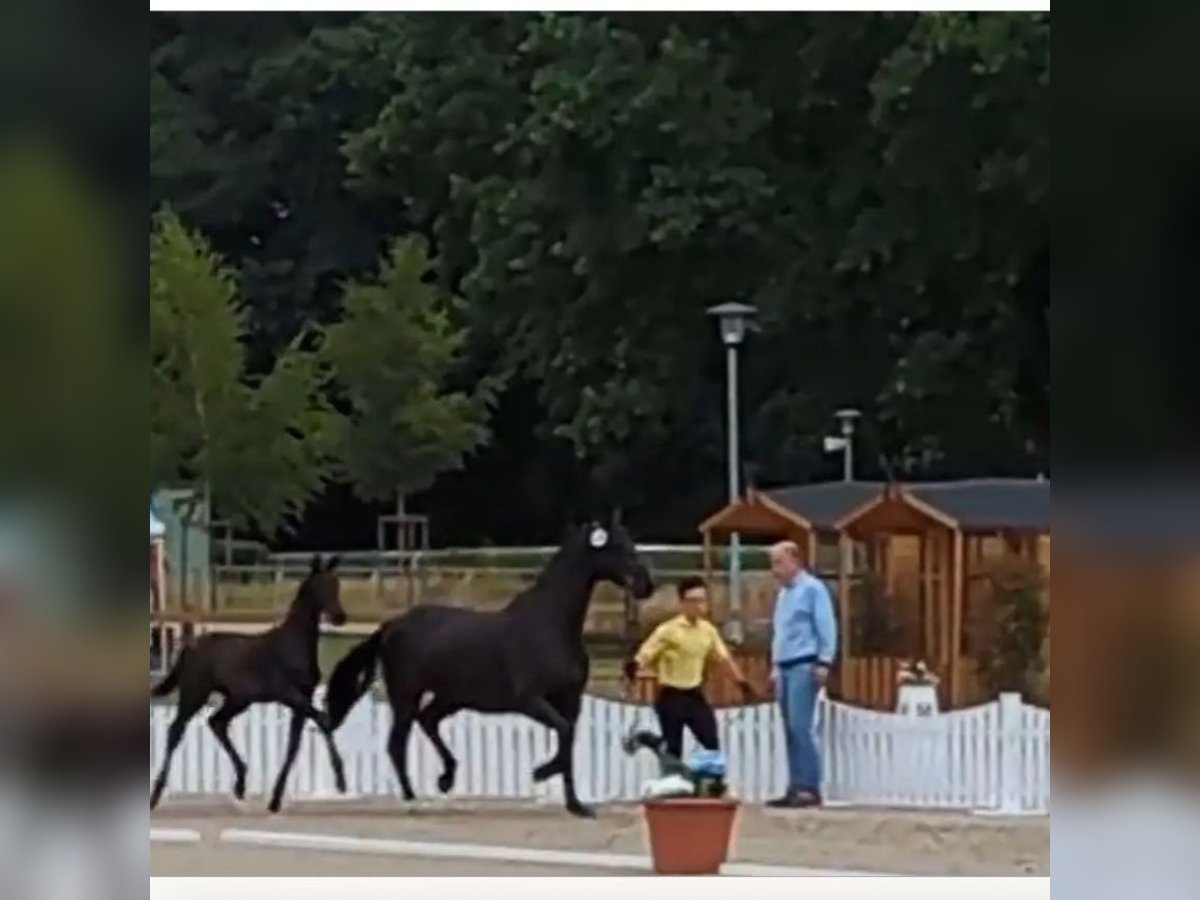 Hannoveraner Hengst 1 Jahr 160 cm Rappe in Lienen