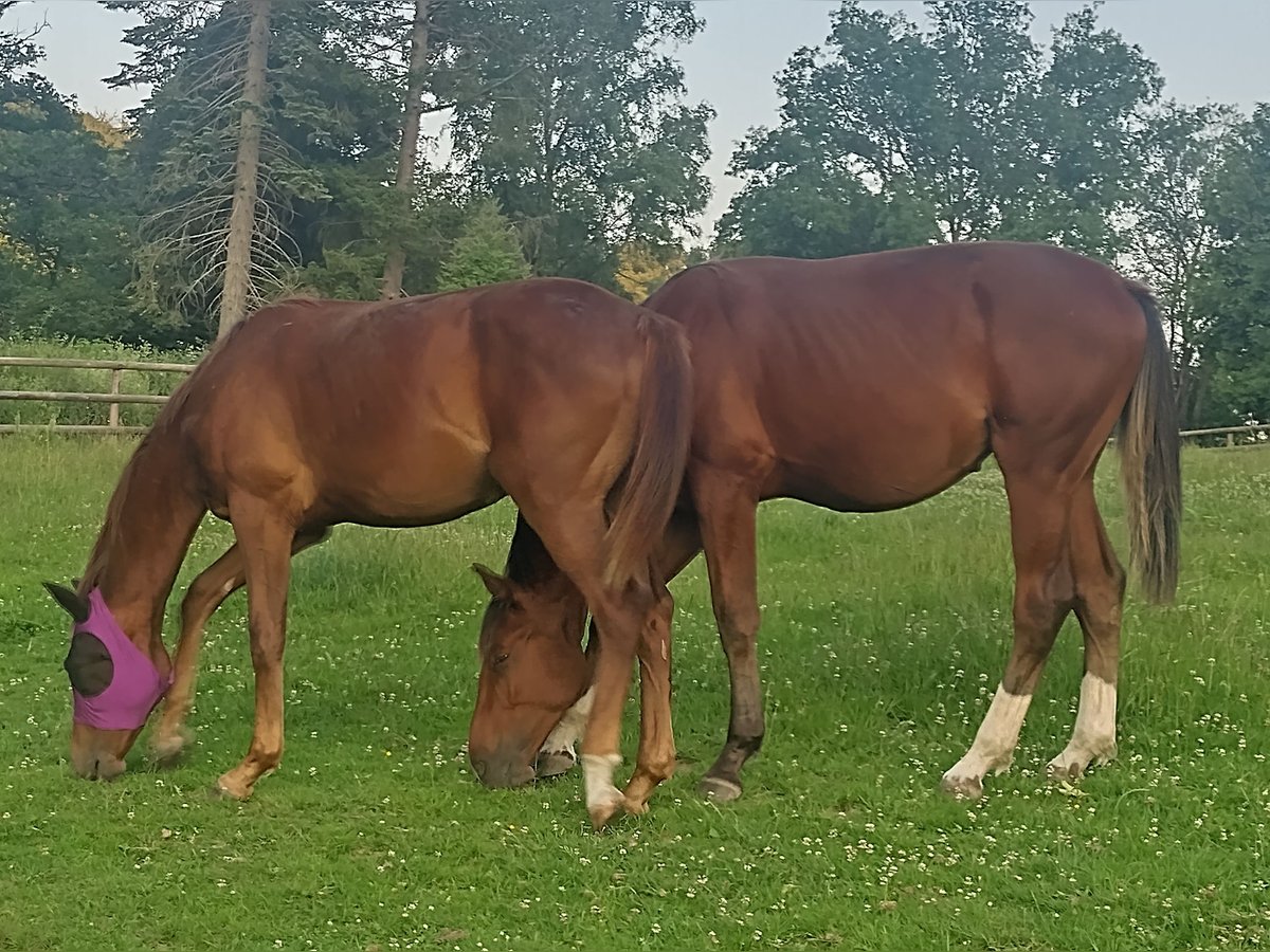 Hannoveraner Hengst 1 Jahr 164 cm Brauner in Weilrod Hannoveraner Hengst 1 Jahr 164 cm Brauner in Weilrod