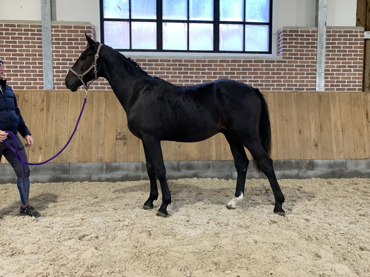 Hannoveraner Hengst 1 Jahr 165 cm Rappe in Ayeneux