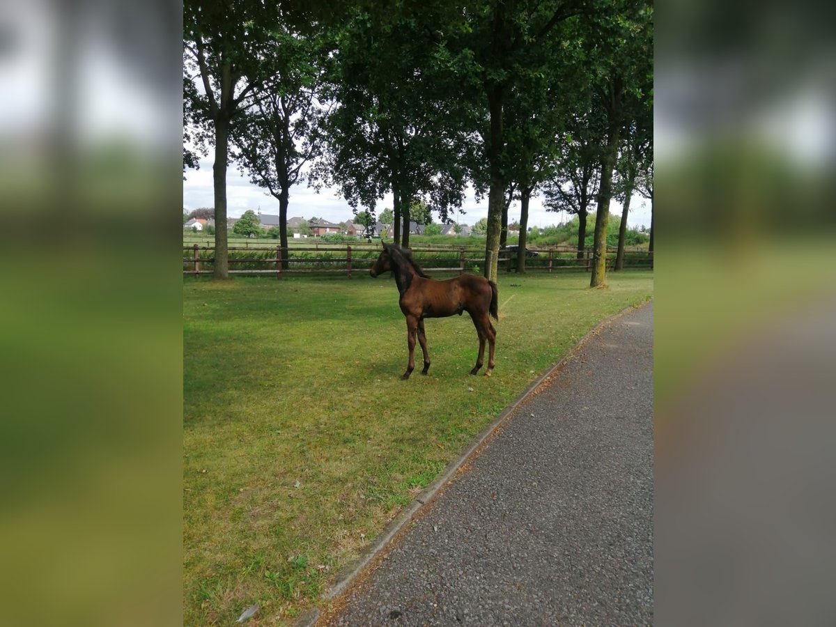 Hannoveraner Hengst 1 Jahr 168 cm Dunkelfuchs in Moers