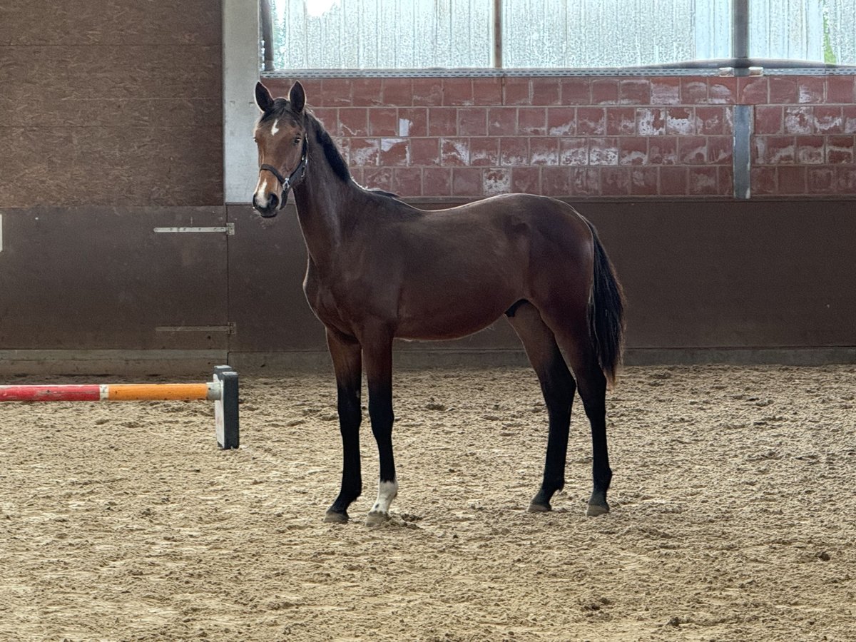 Hannoveraner Hengst 1 Jahr 170 cm Brauner in Langwedel