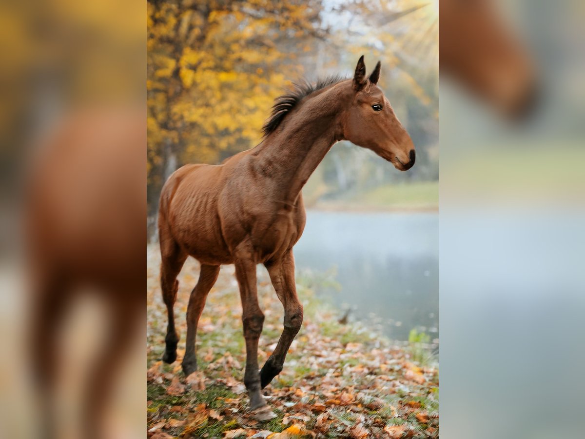 Hannoveraner Hengst 1 Jahr 170 cm Brauner in Rinteln