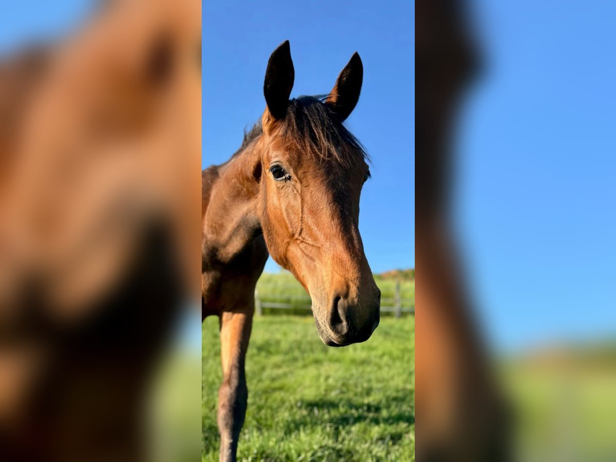 Hannoveraner Hengst 1 Jahr 170 cm Brauner in Losheim am See