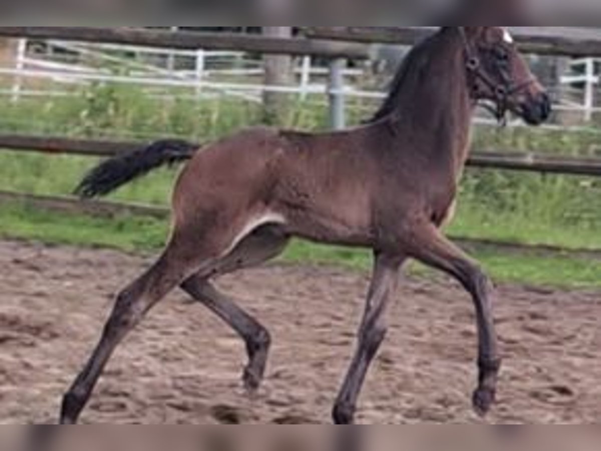 Hannoveraner Hengst 1 Jahr 170 cm Dunkelbrauner in Weyhe
