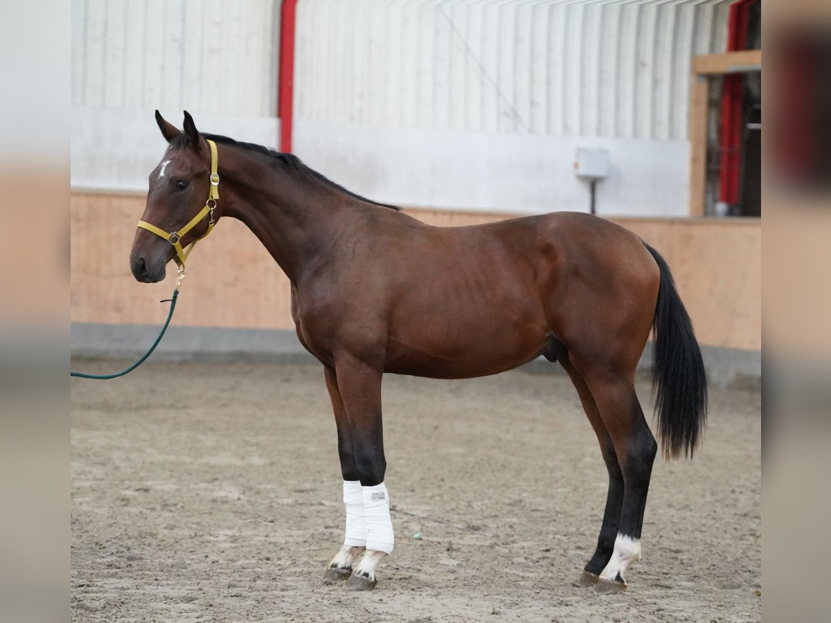 Hannoveraner, Hengst in Hoh
