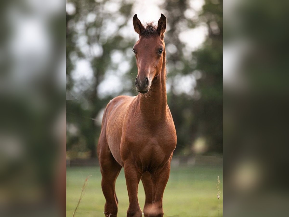 Hannoveraner Hengst 1 Jahr Brauner in Priestewitz