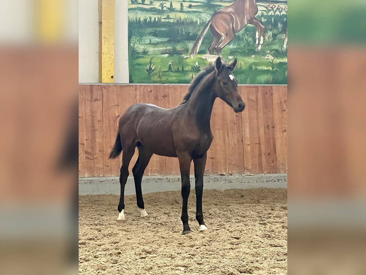 Hannoveraner Hengst 1 Jahr Dunkelbrauner in Rees