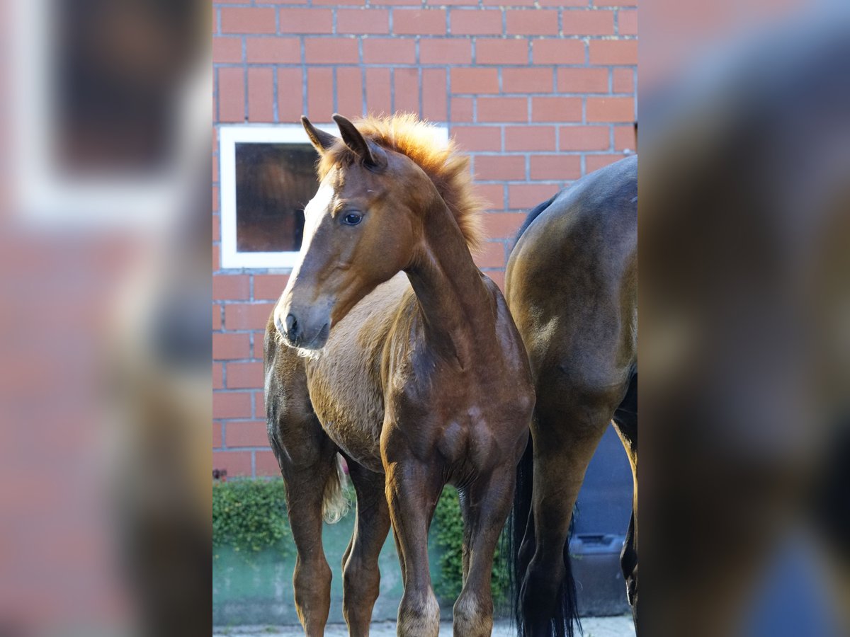 Hannoveraner Hengst 1 Jahr Fuchs in Spelle