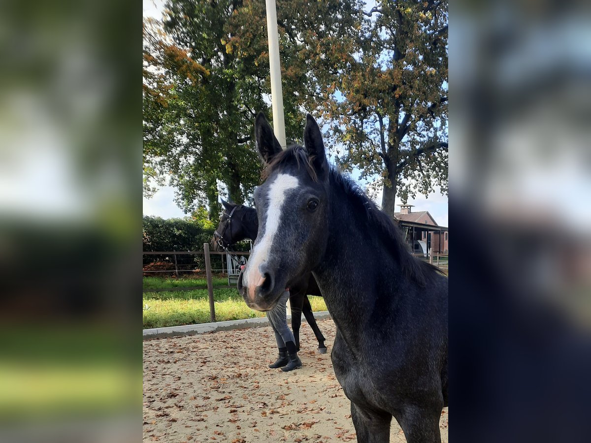 Hannoveraner Hengst 1 Jahr Kann Schimmel werden in Rehlingen