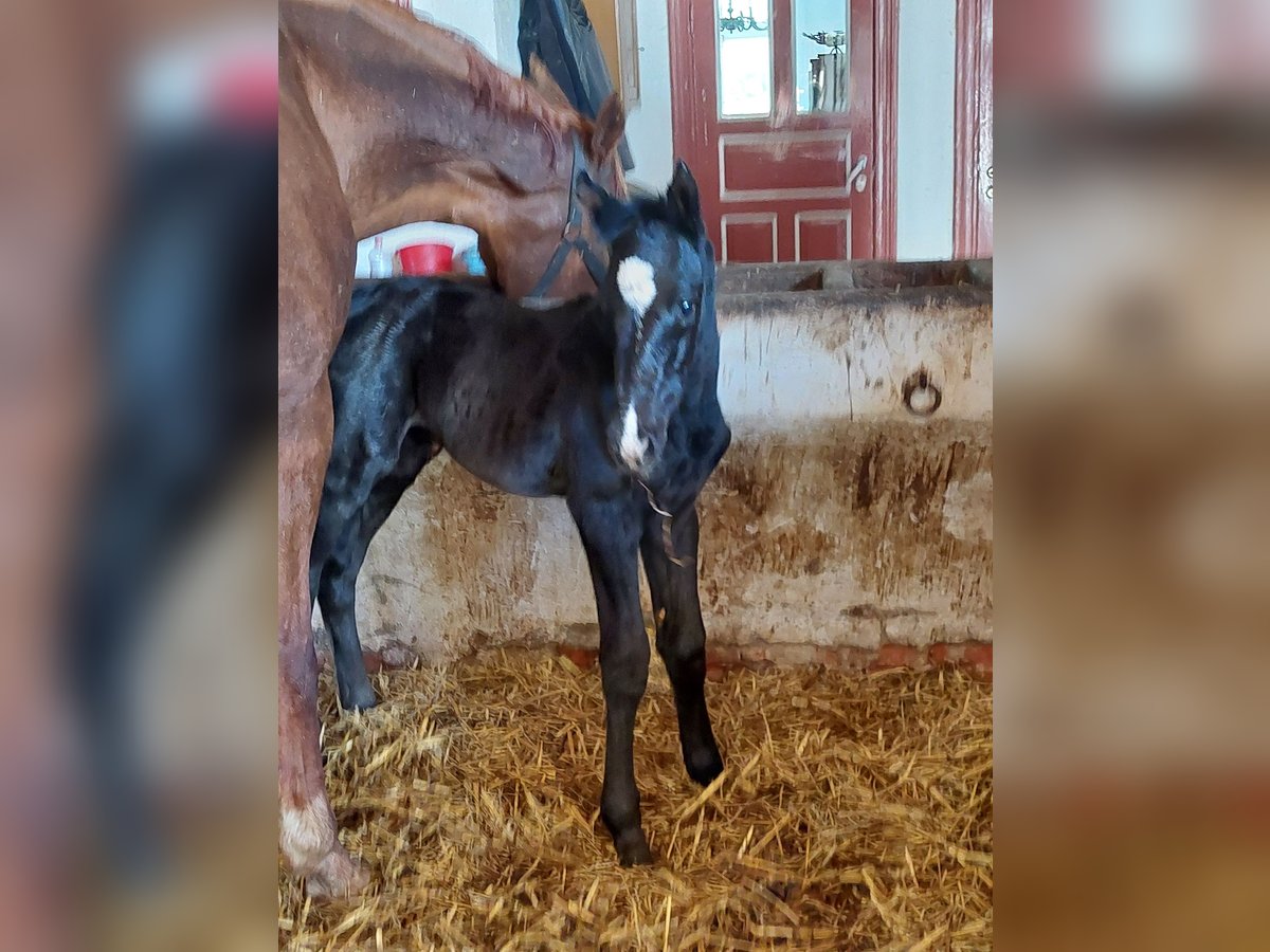 Hannoveraner Hengst 1 Jahr Rappe in Cuxhaven