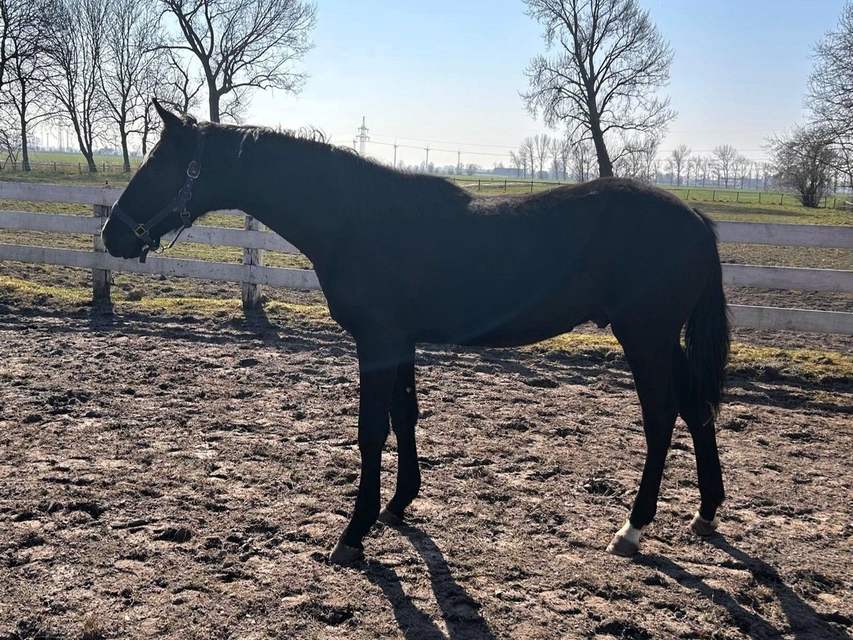 Hannoveraner Hengst 1 Jahr Rappe in Cuxhaven