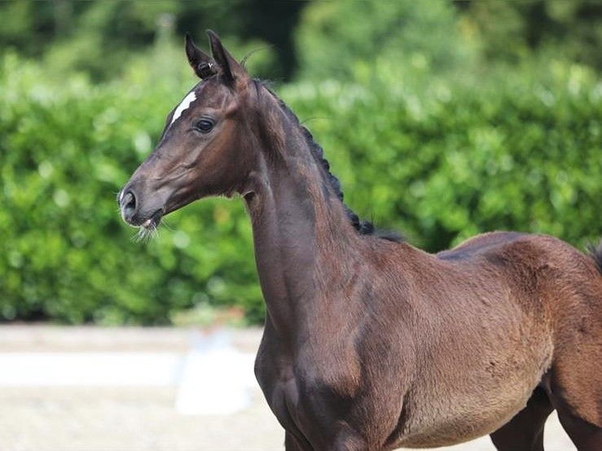 Hannoveraner Hengst 1 Jahr Rappe in Aurich