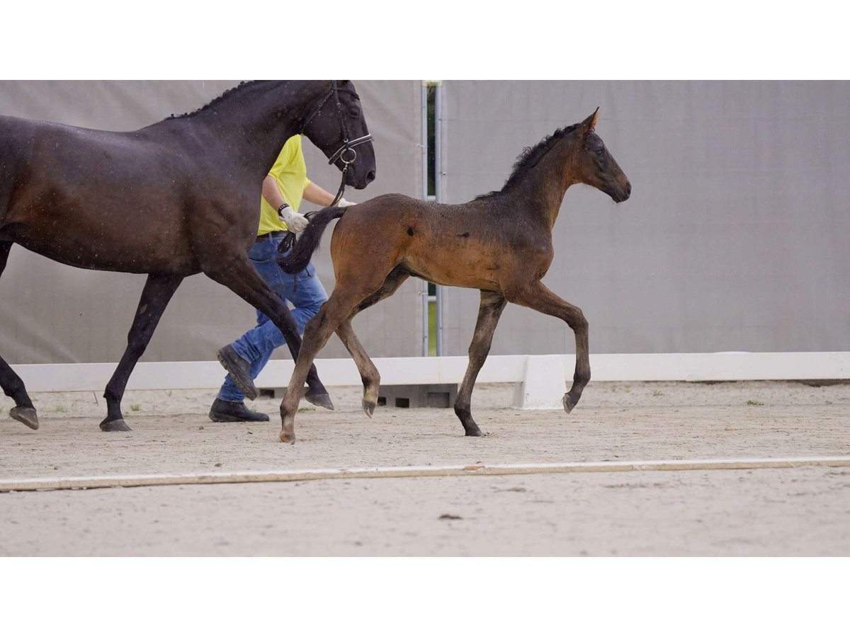 Hannoveraner Hengst 1 Jahr Rappe in Breddorf