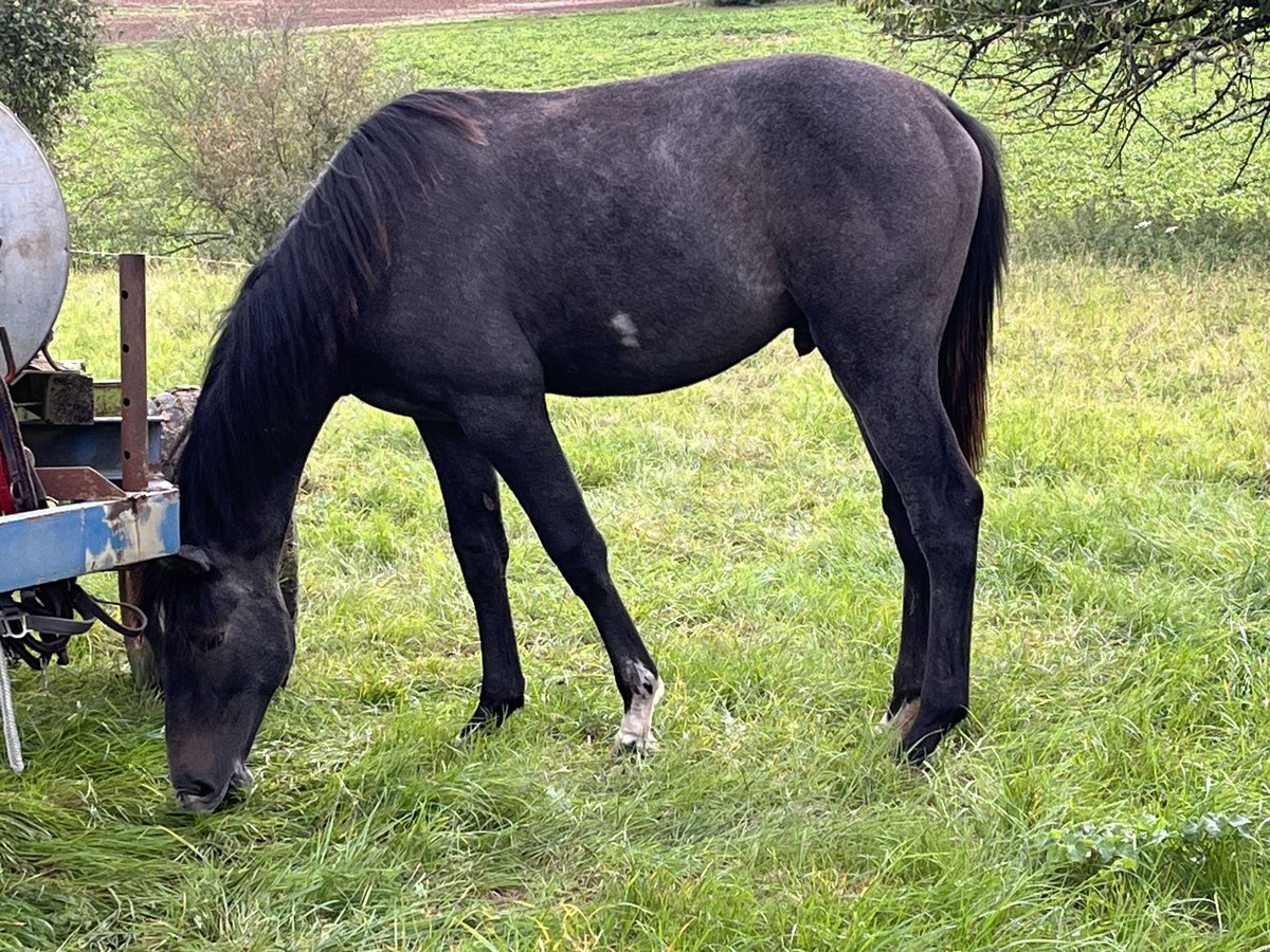 Hannoveraner Hengst 1 Jahr Schimmel in Niddatal