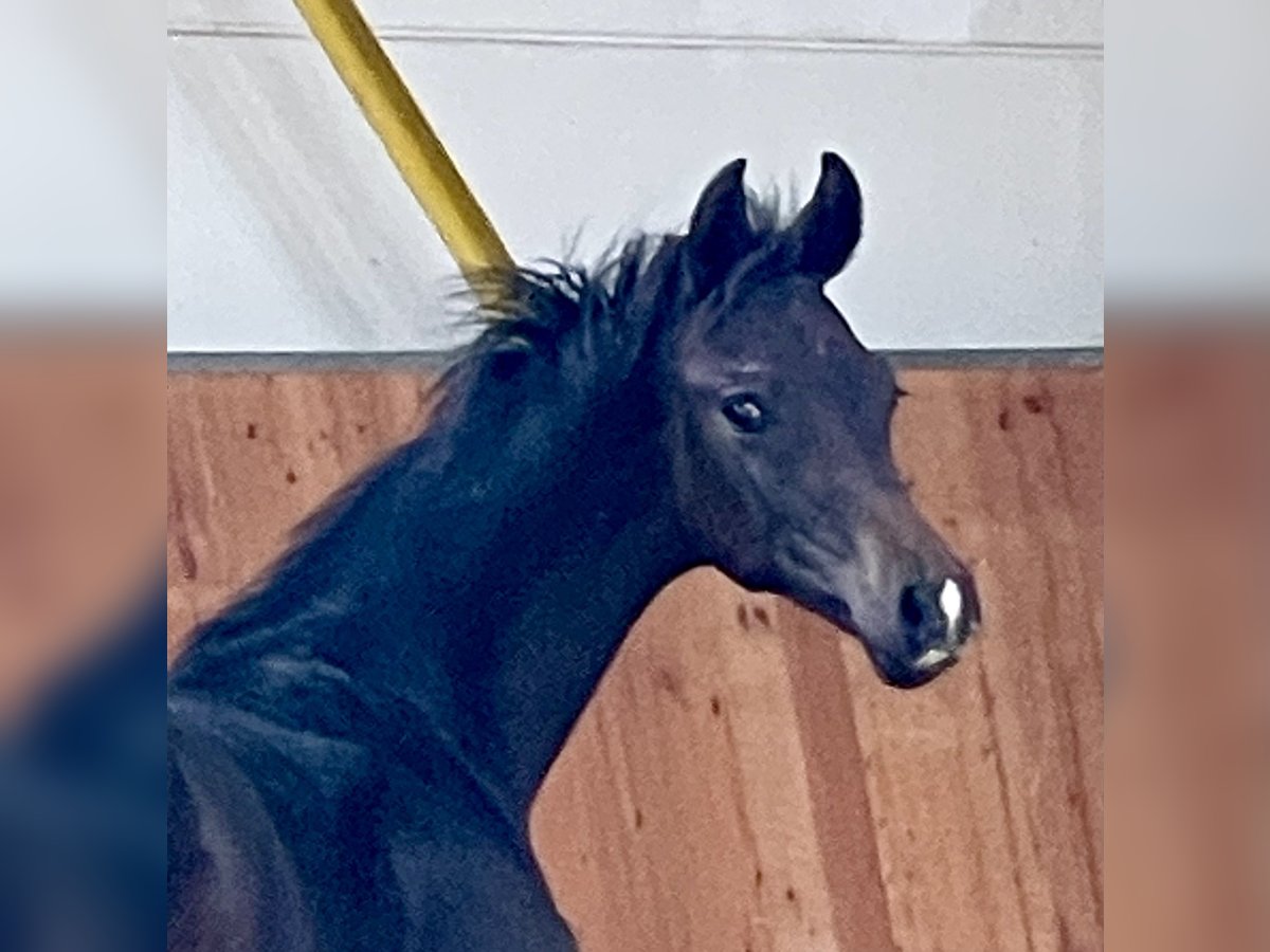 Hannoveraner Hengst 1 Jahr Schwarzbrauner in Rees