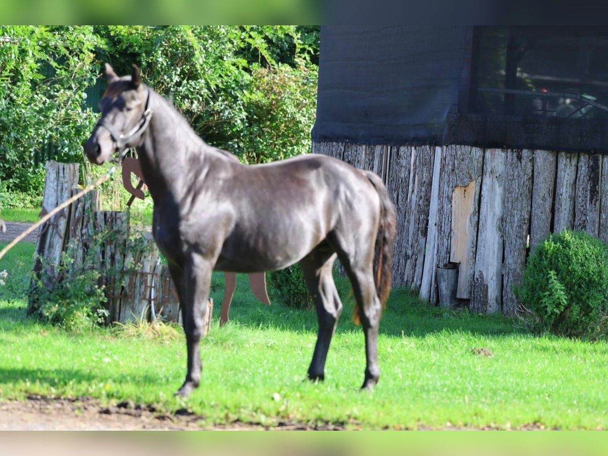 Hannoveraner, Hengst in Hemmoor