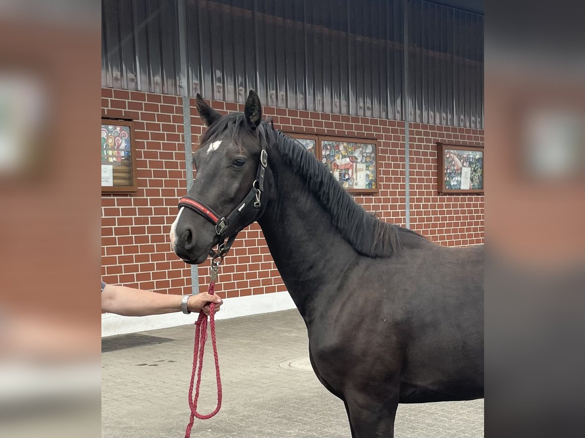 Hannoveraner Hengst 2 Jahre 160 cm Schwarzbrauner in Verl